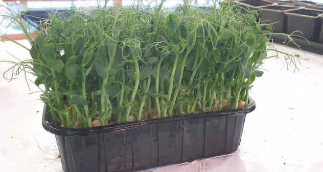 Микрозелень гороха XXL